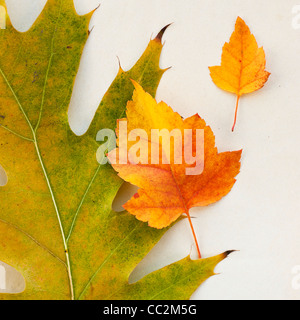 Les feuilles d'automne, studio shot Banque D'Images