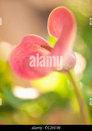 Calla Lily Banque D'Images