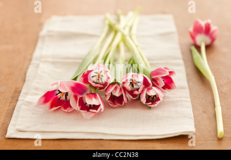 Tulipe rose sur nappes Banque D'Images