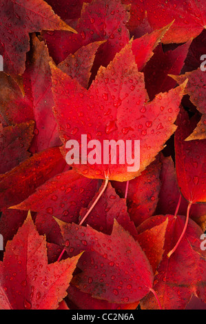 Les feuilles d'automne rouge avec de l'eau gouttes Banque D'Images