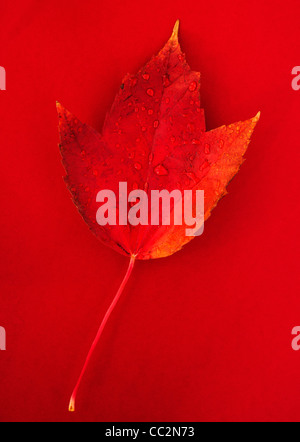 Portrait de la feuille d'automne avec de l'eau gouttes Banque D'Images