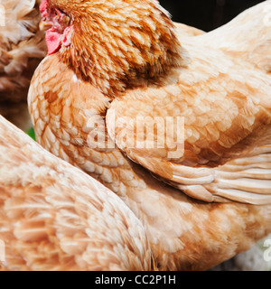 L'Irlande, comté de Westmeath, Close-up de poule Banque D'Images