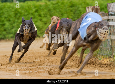 Course de chiens Banque D'Images