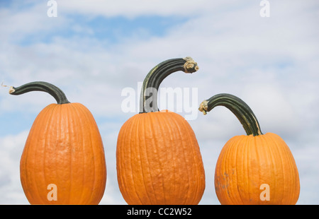 USA, New York, Long Island, East Hampton, trois citrouilles Banque D'Images