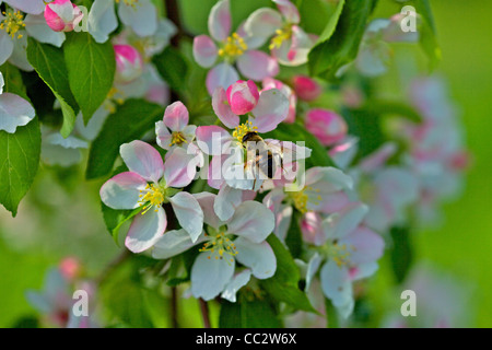 Une abeille mellifère sur le crabe apple blossoms Banque D'Images