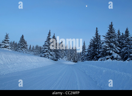 Snowy chemin déblayé par une froide soirée d'hiver avec une lune dans un ciel clair et des épinettes. Banque D'Images