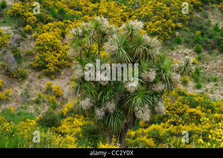 Chou fleur 'Arbre' Cordyline australis poussant dans la région de Canterbury of New Zealand Banque D'Images