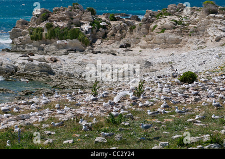 Les oiseaux de mer et les otaries à fourrure sur la péninsule de Kaikoura Nouvelle-zélande Banque D'Images