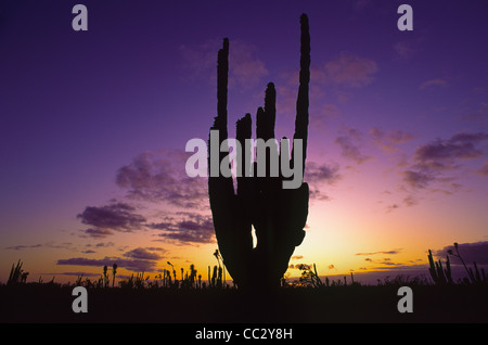 Mexique, Baja California, Cactus au coucher du soleil Banque D'Images