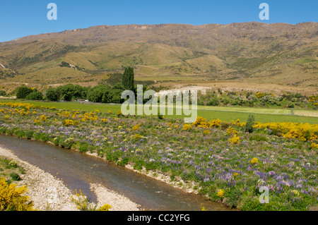 Balai et croissante de lupin à côté de la rivière, Cardrona Cardrona Valley près de Queenstown ile sud Nouvelle Zelande Banque D'Images