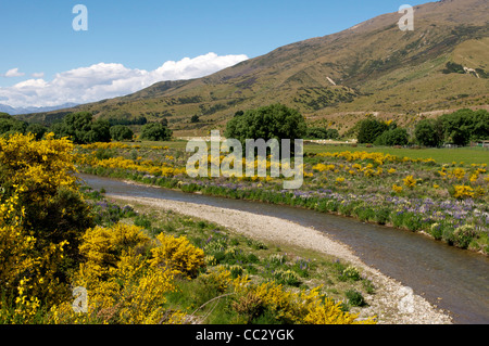 Balai et croissante de lupin à côté de la rivière, Cardrona Cardrona Valley près de Queenstown ile sud Nouvelle Zelande Banque D'Images