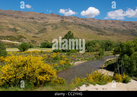 Balai et croissante de lupin à côté de la rivière, Cardrona Cardrona Valley près de Queenstown ile sud Nouvelle Zelande Banque D'Images