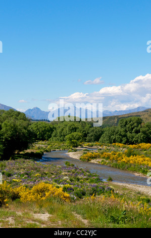 Balai et croissante de lupin à côté de la rivière, Cardrona Cardrona Valley près de Queenstown ile sud Nouvelle Zelande Banque D'Images