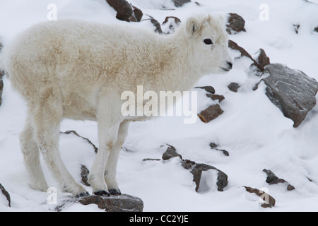 Le mouflon de Dall (Ovis dalli) Agneau sur la montagne enneigée au col Atigun, Brooks Range, monts, de l'Alaska en Octobre Banque D'Images