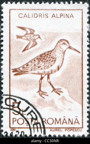 Roumanie - circa 1991 : timbre imprimé dans la Roumanie, montre le Bécasseau variable (Calidris alpina), vers 1991 Banque D'Images