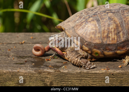 Tortue tabatière (Terrapene carolina). Manger un ver de terre. Banque D'Images