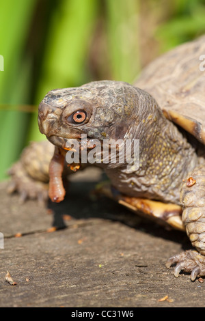 Fort de l'Amérique du Nord (tortues Terrapene carolina). Fin d'un ver de sortir de sa bouche. Banque D'Images