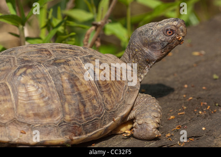 Fort de l'Amérique du Nord (tortues Terrapene carolina). Banque D'Images