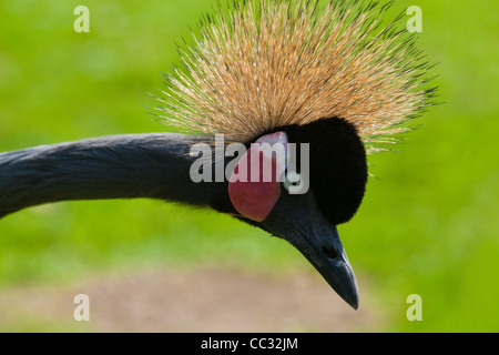 L'Afrique de l'Ouest noir ou grue couronnée (Balearica pavonina pavonina). Portrait. Banque D'Images