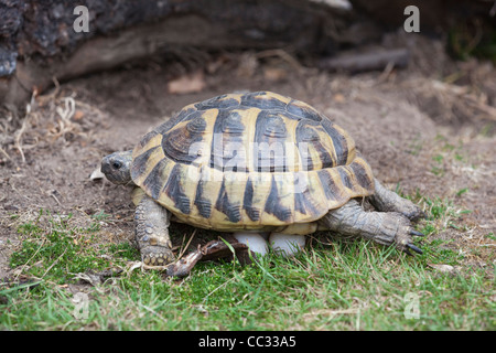 La tortue d'Hermann (Testudo hermanni). Femme, ayant jeté une couvée d'oeufs sur le point de les couvrir de terre à l'aide de ses pattes postérieures. Banque D'Images