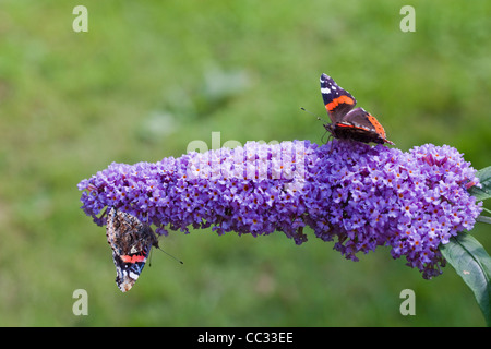 Papillon Vulcain (Vanessa atalanta). En tenant le nectar de fleurs de Buddleia (Buddleia davidii) ou l'arbre aux papillons. Banque D'Images