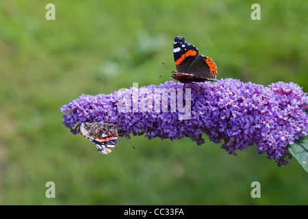 Papillon Vulcain (Vanessa atalanta). En tenant le nectar de fleurs de Buddleia (Buddleia davidii) ou l'arbre aux papillons. Banque D'Images