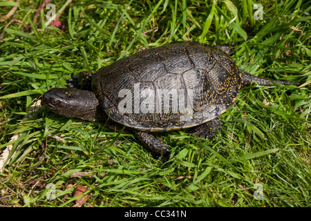 Tortue cistude (Emys obicularis). Marcher sur la terre. Mâle adulte. Banque D'Images