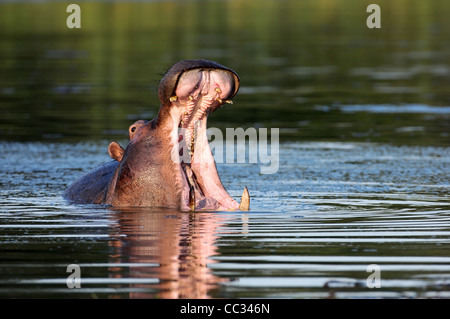 Hippo montrant d'énormes mâchoires et dents ; Afrique du Sud Banque D'Images