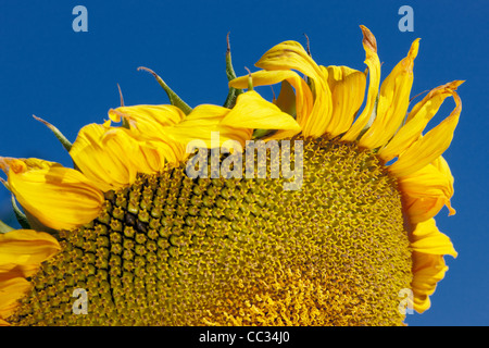 Close up de tournesol. Nom scientifique : Helianthus annuus. Banque D'Images