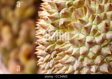 Durian fruit frais mûrs Banque D'Images