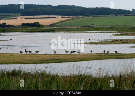 Le CLAJ Norfolk Wildlife Trust, la Réserve Naturelle des Marais. Voir Centre d'accueil de de masquer à l'échelle du Nord. Banque D'Images