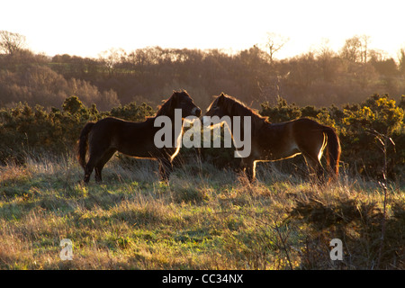 Poneys Exmoor sur Daisy Hill Nature Reserve Banque D'Images