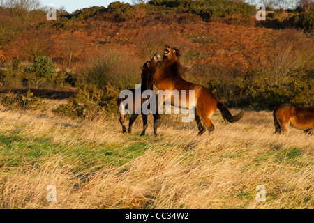 Poneys Exmoor sur Daisy Hill Nature Reserve Banque D'Images