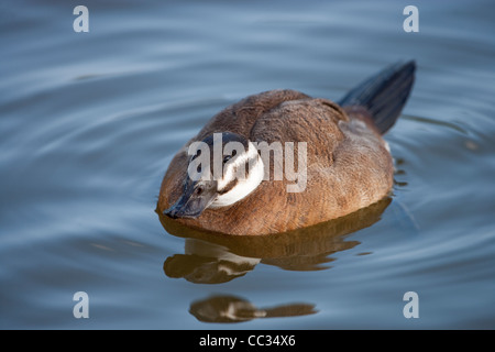 L'érismature à tête blanche (Oxyura leucocephala). Femelle sur l'eau. Banque D'Images