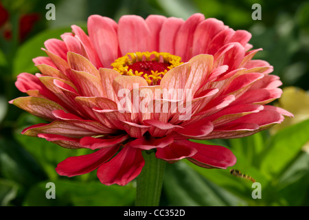 Zinnia elegans variété hybride flower close up. Banque D'Images