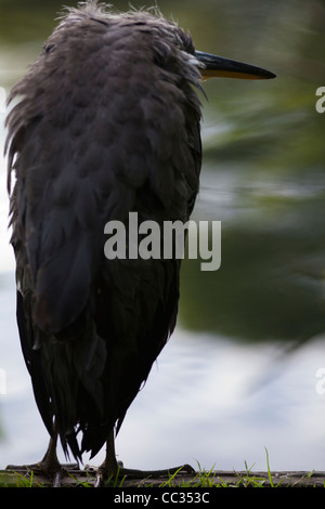 Héron cendré (Ardea cinerea) Enfants avec c'est le retour à l'appareil photo Banque D'Images
