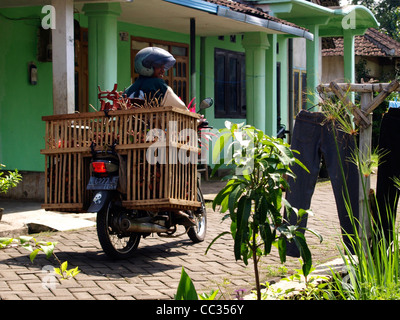 L'homme sur le cycle du moteur local vendant des ramboutans fruits dans petit village rural java indonésie Banque D'Images