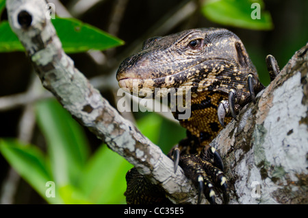 Wild grand varan reposant dans les mangroves denses ( Sri Lanka ). Banque D'Images