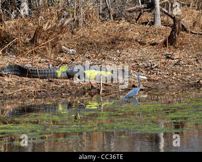 Aigrette tricolore, Egretta tricolor, pataugeant le long de la rive près d''un coin couchage, d'alligator à Brazos Bend State Park, au Texas. Banque D'Images
