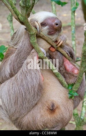 Hoffmann's deux-toed sloth (Choloepus hoffmanni) dormir. Banque D'Images
