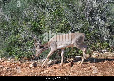 Persian Daims dans le Hi-Bar Nature Reserve, Carmel, Israël, Photo de Shay Levy Banque D'Images