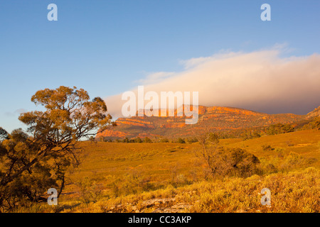 Tôt le matin voir de Rawnsley Bluff et Wilpena Pound dans la chaîne de Flinders en Australie du Sud, Australie outback Banque D'Images