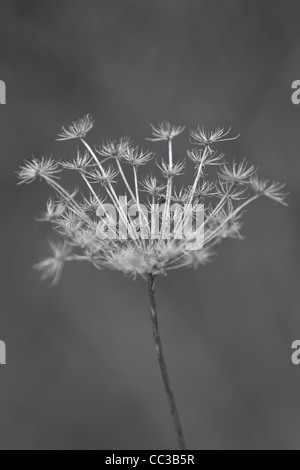 De l'herbe sèche close-up Banque D'Images