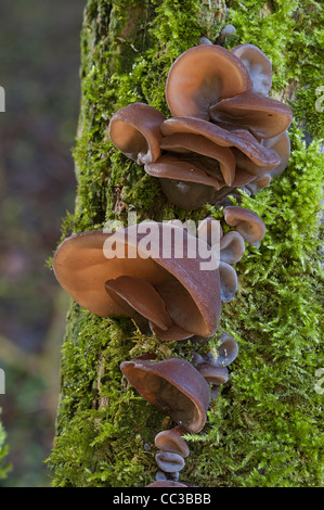 Auricularia auricula-judae [bois] [de l'oreille oreille-de-Judas [champignons]] [de l'oreille l'oreille de juif] champignon Banque D'Images