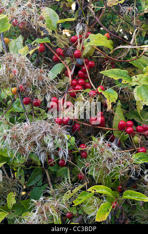 Wild Clematis clematis vitalba [Old Man's Beard] Banque D'Images