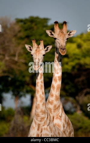 Afrique Botswana Tuba Tree-Head shot des girafes (Giraffa camelopardalis) Banque D'Images