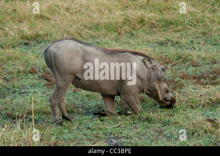 Afrique Botswana Tuba Tree-Warthog sur les genoux de se nourrir (Phacochoerus africanus) Banque D'Images