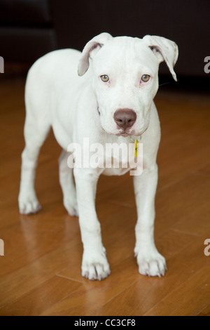 Un chiot Bouledogue Américain blanc sur un plancher de bois brun Banque D'Images