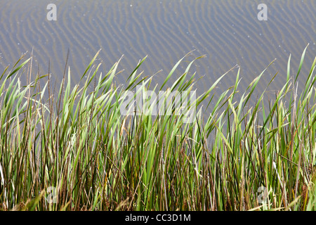 Plage de sable noir et le lin à kare kare & piha dans le parc national de Waitakere en dehors d'Auckland. New Zealand Natural pattern Banque D'Images