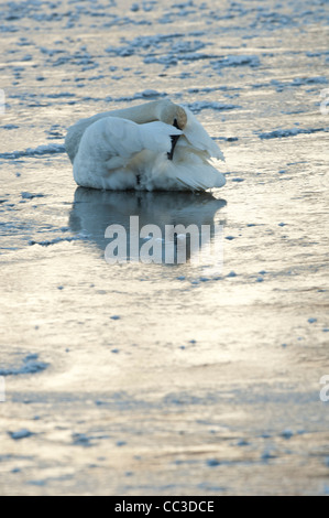 Stock photo d'un cygne trompette assis sur la glace au coucher du soleil, en se lissant Banque D'Images